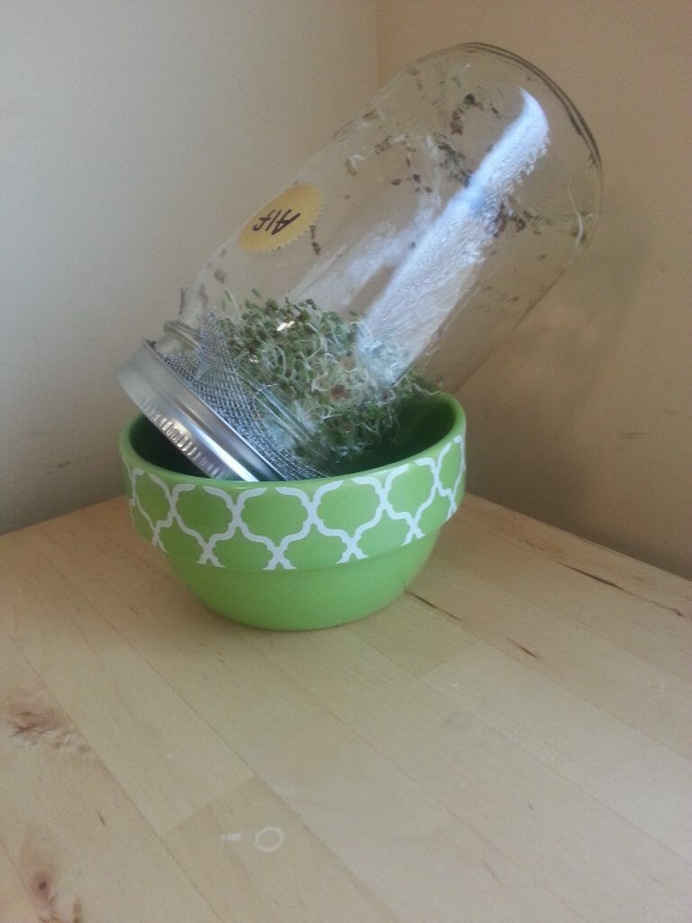 a jar containing homemade alfalfa sprouts