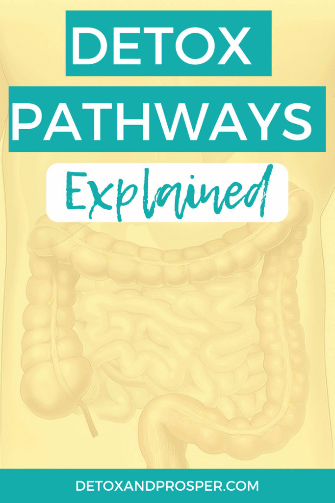 detox pathways explained