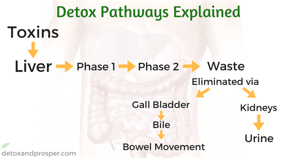 detox pathways explained