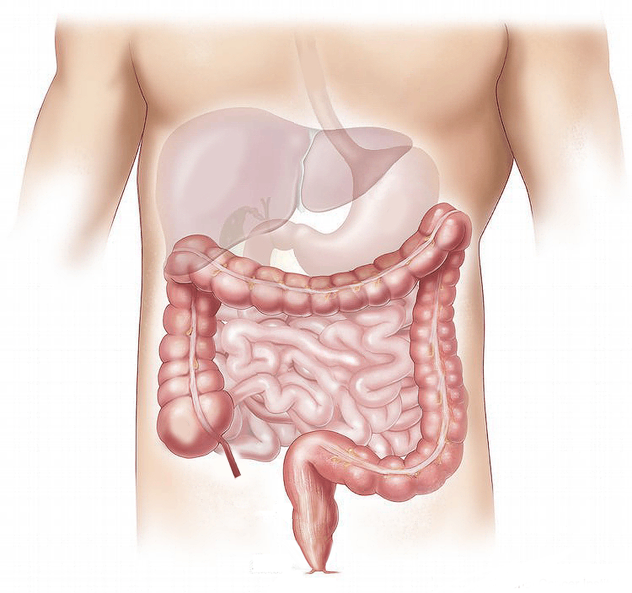 anatomy of human abdominal cavity