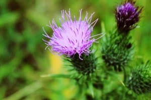 Milk thistle for a healthy liver