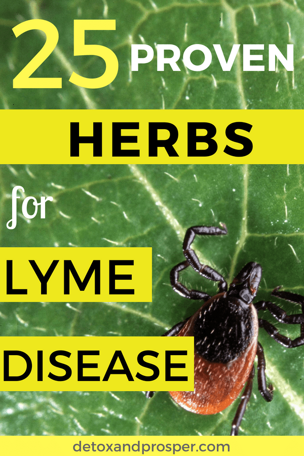 25 Herbs for Lyme Disease