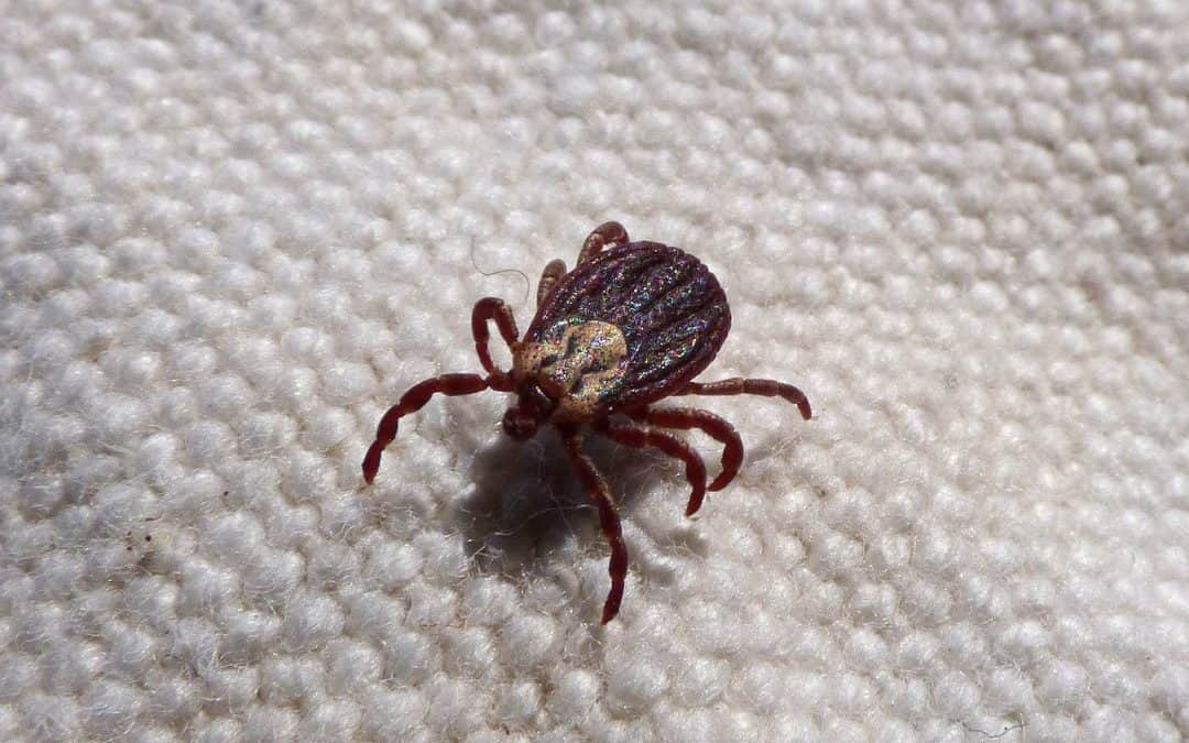 Master List of Herbs for Lyme Disease