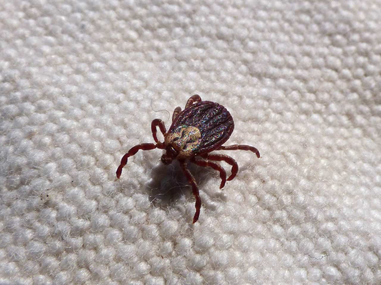a tick carrying Lyme disease