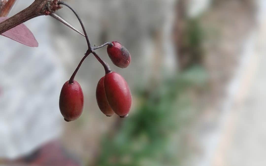 Schisandra Chinensis Benefits: The Adaptogen Berry