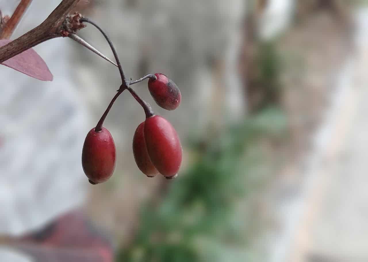 fresh schisandra chinensis berry